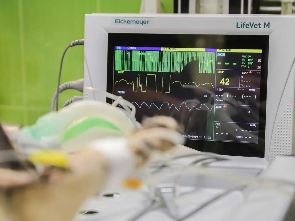 electrocardiograma mascotas
