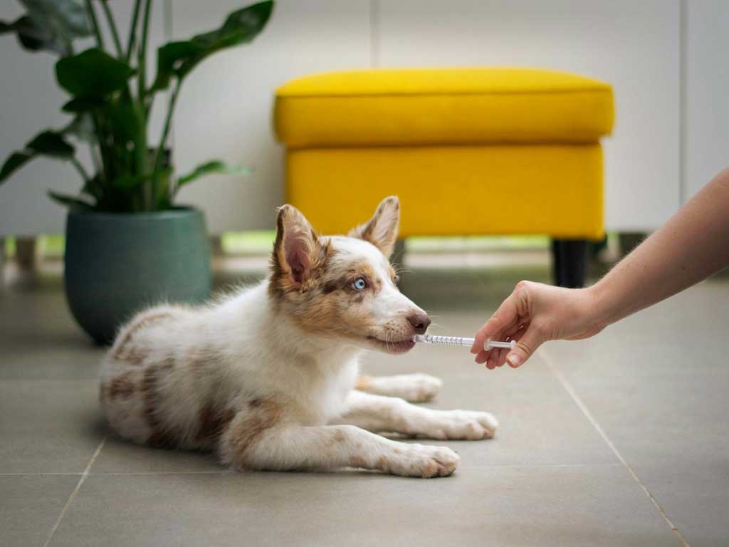 servicios veterinarios medicina interna perros y gatos
