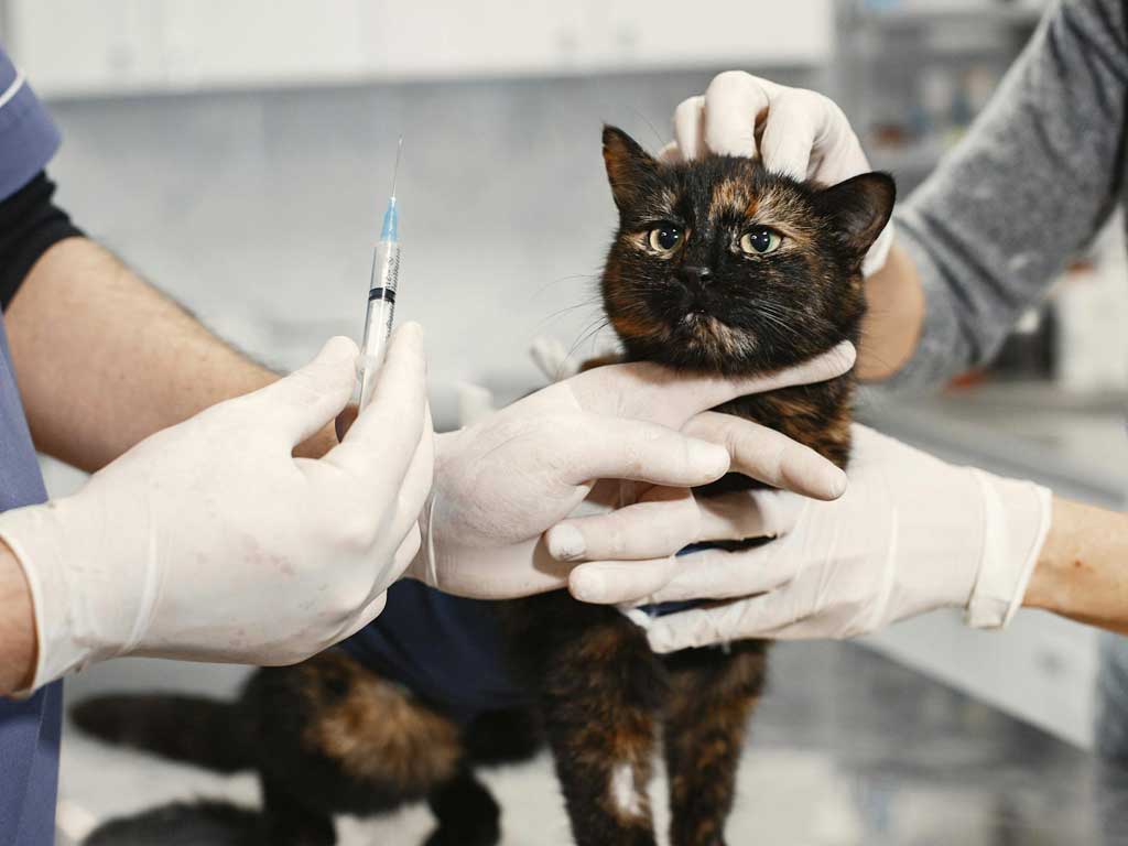 servicios veterinarios identificación animal vacunación perros y gatos